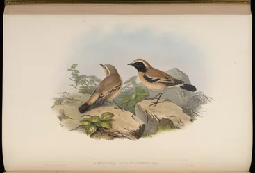 Saxicola atrogularis
